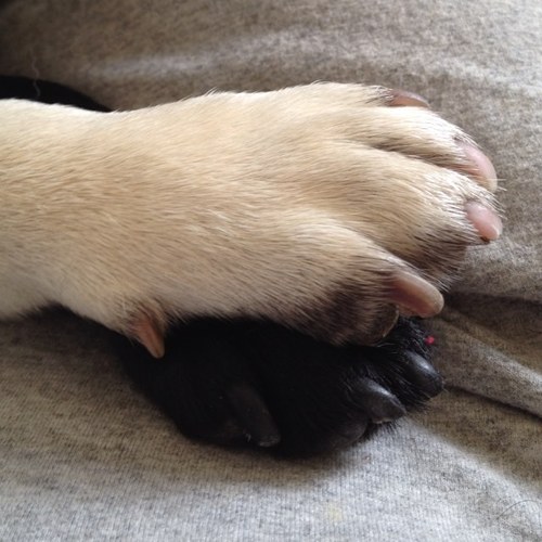 itsonlytheelads's profile picture. We live with mamma and paps and we rule the house.We r 2 happy and cheeky pugs.We like playing,sleeping and eating. We love cuddles and humanising.We r the lads