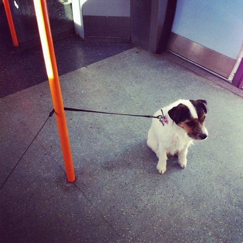 Seen a dog? On a train? Tweet me your pictures to feature.