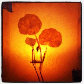 sibila54's profile picture. 