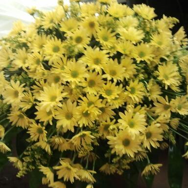 Former Tulsa girl. Mom & Gram, Owner Ibritz Flowers. part time actress,