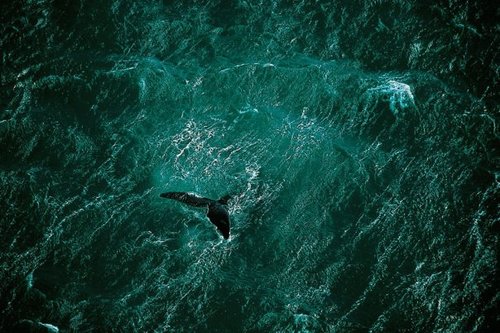 Coral Reef Science, PhD | Molecular Ecology | #Genetics | #WomeninSTEM | Dive Master | views are my own 🇪🇨💚 | @nar2302.bsky.social 🦋