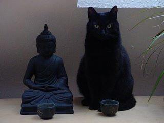 ‘No matter how hard the past, you can always begin again.' ~Buddha