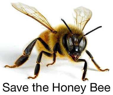 BuzzForBees's profile picture. 