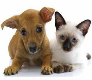 Animal shelter in Sharjah to help homeless animals. Office Hours (Sun-Thurs): 8 a.m to 2 p.m. Drop by and see our animals for adoption! 050 9175 481