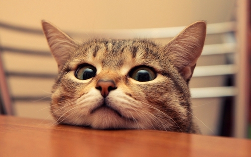 Simply tweeting cutie pet pictures