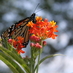Lorna Driscoll (@monarchteacher) Twitter profile photo