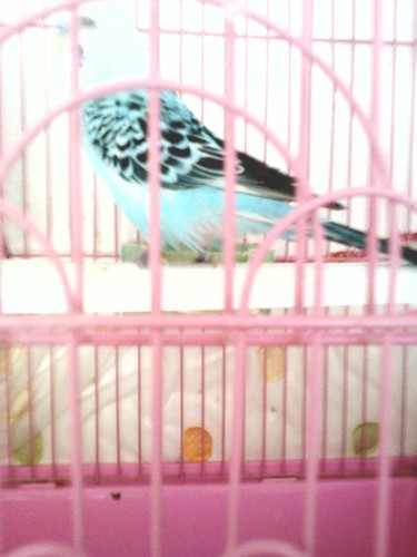 ummuzerde's profile picture. Aşkina bi pervaneyim dönmeye geldim;Kana kana àkş şarabı içmeye geldim