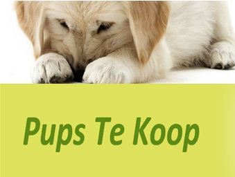 Groots(t)e website voor kleine hondjes. Over puppies van populaire rassen te koop bij Nederlandse fokkers. Mét de allerliefste puppyvideo's.