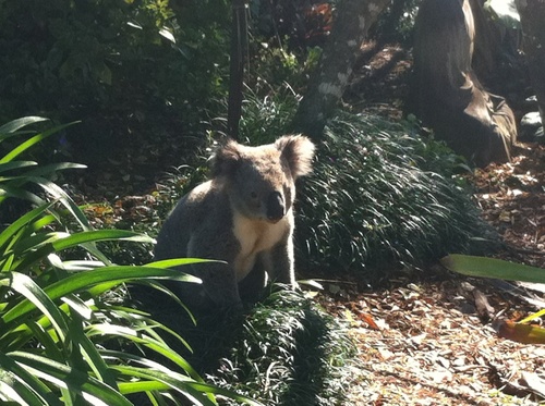 toddectiles's profile picture. 