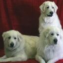 Lori Lacy - @LacyPack - Twitter