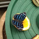 rose kauffman - @kosherbird - Twitter