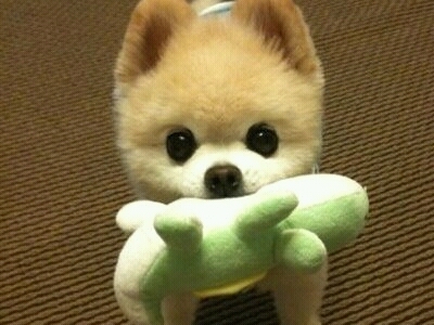 andreyasoria's profile picture. IMMA make u laugh