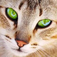 Frostbriar (@frostbriar) 's Twitter Profile