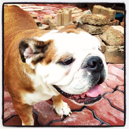 suttivit's profile picture. 