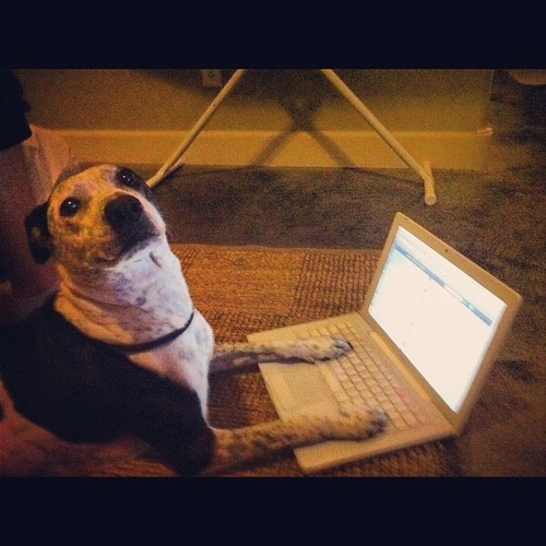 My name is Disney, I am a girl, and I am @levimitchell 's Dog! Woof, Woof!!

http://t.co/R0po5XgoPj