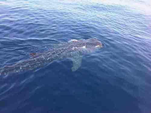 antonioperpor's profile picture. 