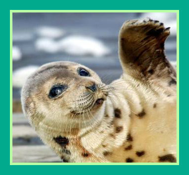 Seal Baby Creations is Hand Made jewelry and accessories! Designed by Morgan McMillan. 
http://t.co/5F7fQbeWCC