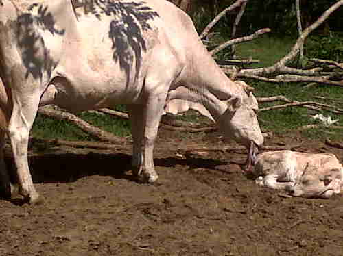 Médico Veterinario Zootenista.  Especialista en Sanidad Animal, Asesor FIRA.
