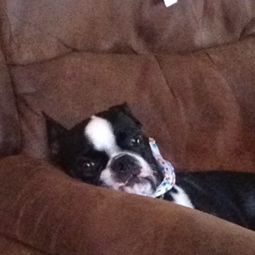 dkgeisler's profile picture. I'm a level 2 Reiki Practictioner, the Boston Terrier in the picture is Baby Abby