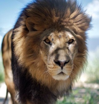 was_is_istocome's profile picture. Born again believer of Jesus Christ of Nazareth. Messiah to Israel. King of kings. Lord of Heaven and earth.