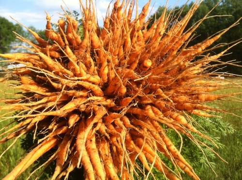 LakestoneFmFarm's profile picture. we're a family farm in western NY hoping to bring 65 more acres of sustainable agriculture to the region!