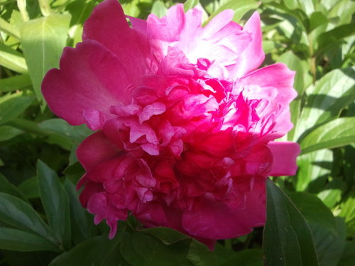 DarleneQ's profile picture. 