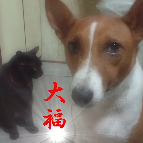 今は亡きバセンジー（犬）の大
まだまだ元気な黒猫の福、生き物のいる暮らしは良いものです。癒しを与えてくれます、、
歌舞伎好きw舞台大好き💕