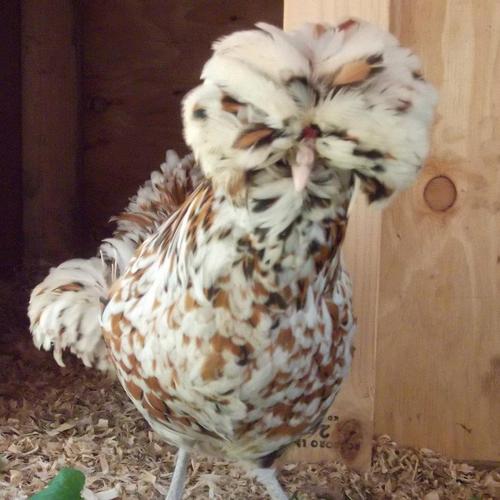 We are a family farm on the Central Oregon Coast.  We garden and raise chickens,  ducks,  sheep, alpaca and our wonderful pet pigs aka The Little Rascals.
