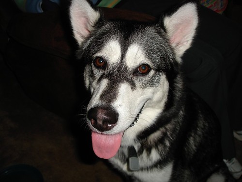 Teacher of 7-12 History since 1983
WHAP since 2003
Web presence since 1994
The pic is my dog... Lilo