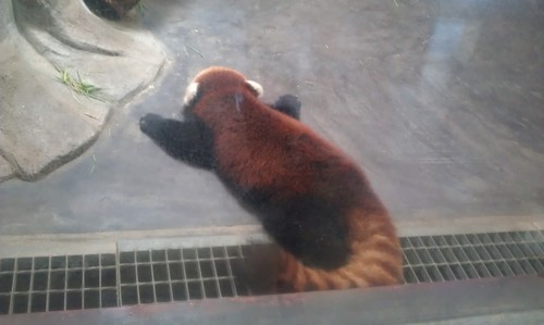 ノラを愛してる