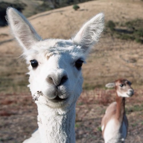 jviiret's profile picture. 