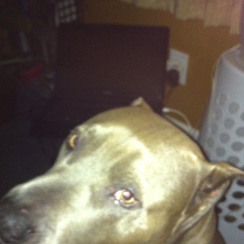 chris_vescovi's profile picture. 