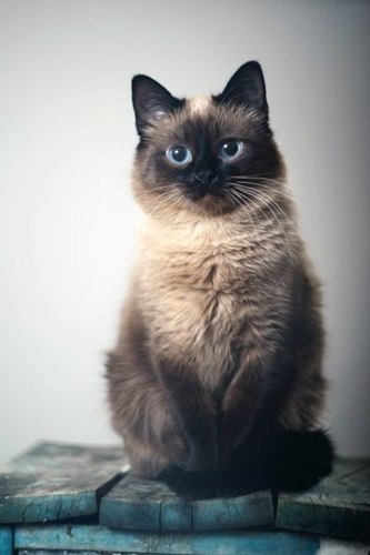 Follow @Bobrovochka,а я буду вас, MEOW:*