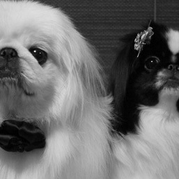 We Love ペキニーズ!!
We Love Pekingese!!
http://t.co/dGSpzmd4Fa
http://t.co/88ikO6sBRe