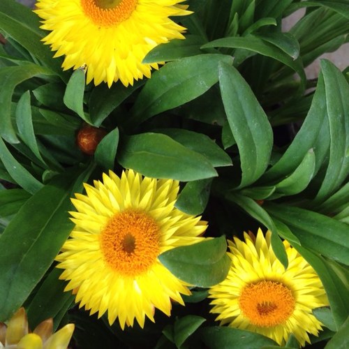 HSuperMom's profile picture. 