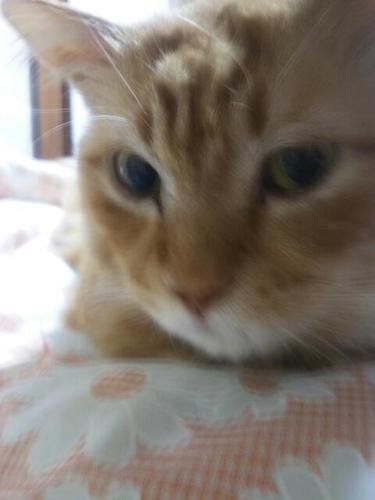 showhiteta's profile picture. 