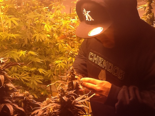 Kushwax420's profile picture. FIRE DANK~SEED FIEND~PATIENT~F1~I KEEP IT REAL WHILE ENJOYN LIFE AT THE SAME TIME~ORGANICS~NO BUGS or PM~MI VERDE ES MI VIDA~