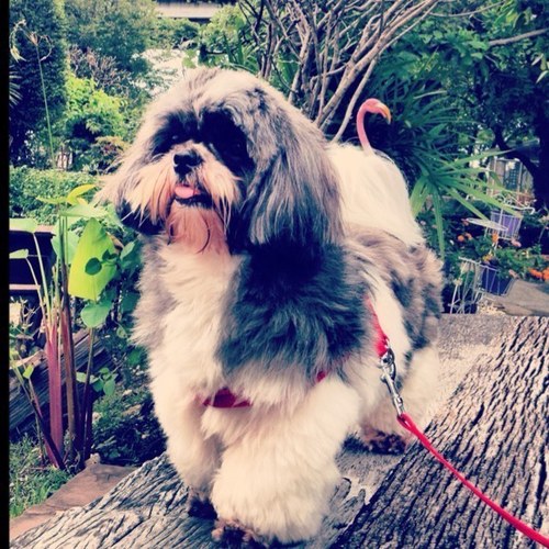 gumayps's profile picture. 