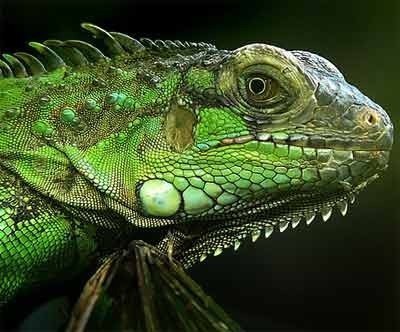 KoiWarrington's profile picture. Warrington Reptiles. Were based in Rixton selling all kinds of exotic Reptiles. Please tweet for any information on reptiles or to see what we have in stock.