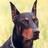 CASETAELDOBERMA's profile image