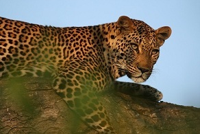child of Africa. Roaming the bush of southern Kruger National Park in Mjejane Game Reserve