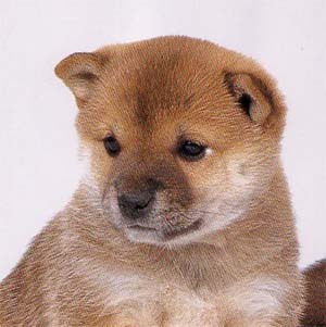 ペット大好き。特に犬。だって他の動物と違って笑うんだもんね。猫もかわいいけど、ゲンキンさを愛嬌と笑い続けられない自分がいます。後は水槽モノも好きです。魚は記憶力わずか数秒というけれど、それでもなついてくれている気がしますしね。「こいつ来たら飯じゃ！」みたいな本能かもしれんけど（笑）