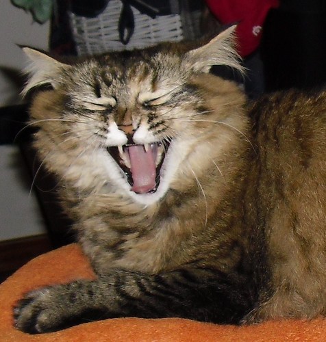amo gli animali, odio gli imbecilli...
