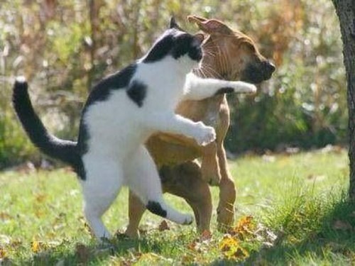 gouzen's profile picture. 小腸に糜爛を発見。 そして椎間板ヘルニアへ。