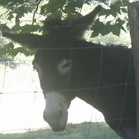 featriz (@feeatriz) 's Twitter Profile