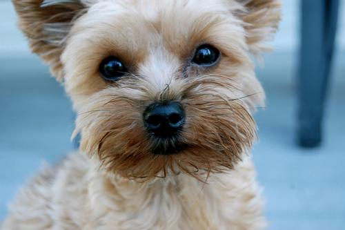 BrittyGeno's profile picture. 