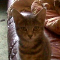 Chocchipnik (@chocchipnik) 's Twitter Profile