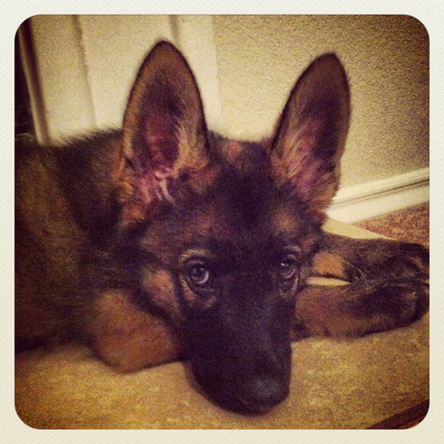 ShepherdingB's profile picture. I love everybody. No, seriously. My parents also blog at http://t.co/H29BvpFRGT