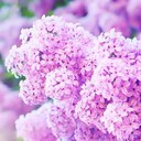 tou cha yang - @touchayang - Twitter