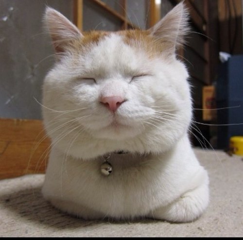 alter_ego_real's profile picture. 社会人になり英語・フランス語やり直しを決意 | 英語: TOEIC公開900(L:465 R:435)、TOEIC SW340(S:160 W:180)、全国通訳案内士、英検1級 | フランス語: DALF C1、DALF C2、仏検1級